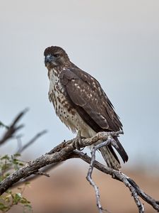 Preview wallpaper hawk, bird, branch, predator, wildlife