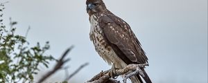 Preview wallpaper hawk, bird, branch, predator, wildlife