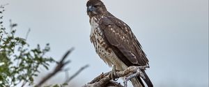 Preview wallpaper hawk, bird, branch, predator, wildlife