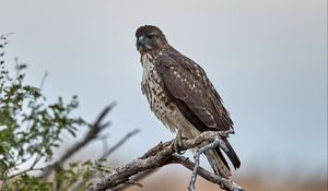Preview wallpaper hawk, bird, branch, predator, wildlife