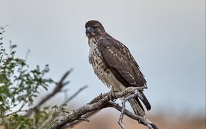 Preview wallpaper hawk, bird, branch, predator, wildlife