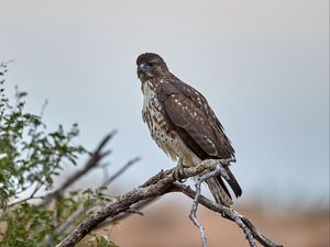 Preview wallpaper hawk, bird, branch, predator, wildlife