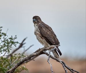 Preview wallpaper hawk, bird, branch, predator, wildlife
