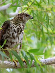 Preview wallpaper hawk, bird, branch