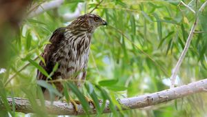 Preview wallpaper hawk, bird, branch
