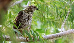Preview wallpaper hawk, bird, branch