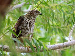 Preview wallpaper hawk, bird, branch