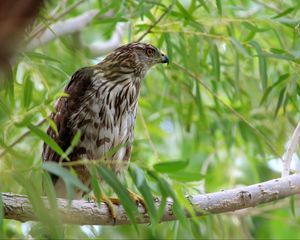 Preview wallpaper hawk, bird, branch