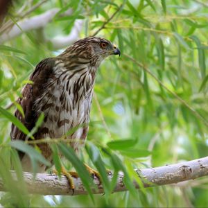 Preview wallpaper hawk, bird, branch