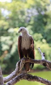 Preview wallpaper hawk, bird, branch, wildlife