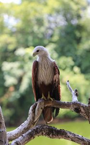 Preview wallpaper hawk, bird, branch, wildlife