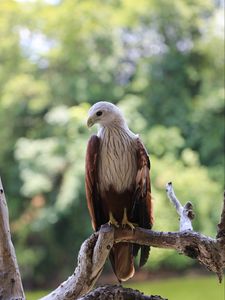 Preview wallpaper hawk, bird, branch, wildlife