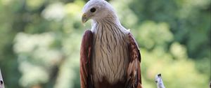 Preview wallpaper hawk, bird, branch, wildlife