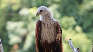 Preview wallpaper hawk, bird, branch, wildlife