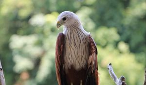 Preview wallpaper hawk, bird, branch, wildlife