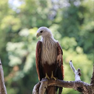Preview wallpaper hawk, bird, branch, wildlife