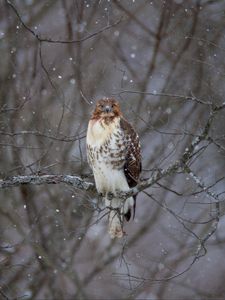 Preview wallpaper hawk, bird, branch, snow