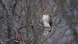 Preview wallpaper hawk, bird, branch, snow