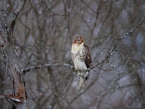 Preview wallpaper hawk, bird, branch, snow