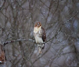Preview wallpaper hawk, bird, branch, snow