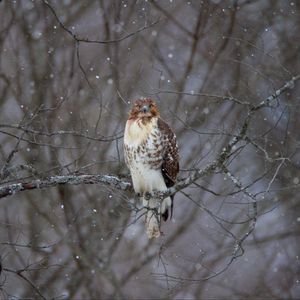 Preview wallpaper hawk, bird, branch, snow