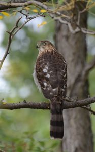 Preview wallpaper hawk, bird, branch, tree