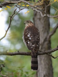 Preview wallpaper hawk, bird, branch, tree