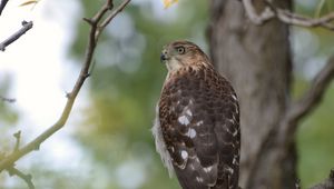 Preview wallpaper hawk, bird, branch, tree