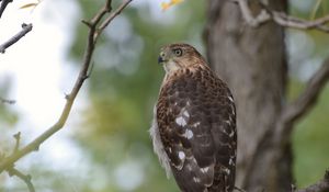 Preview wallpaper hawk, bird, branch, tree