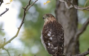 Preview wallpaper hawk, bird, branch, tree