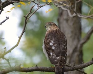 Preview wallpaper hawk, bird, branch, tree