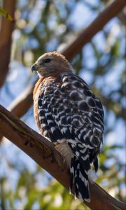 Preview wallpaper hawk, bird, branches, wildlife
