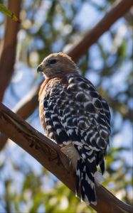 Preview wallpaper hawk, bird, branches, wildlife