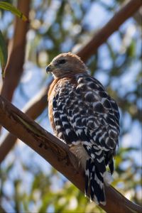 Preview wallpaper hawk, bird, branches, wildlife