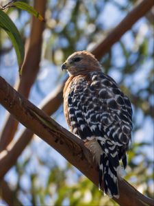 Preview wallpaper hawk, bird, branches, wildlife