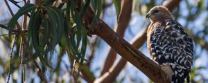 Preview wallpaper hawk, bird, branches, wildlife