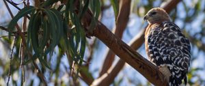 Preview wallpaper hawk, bird, branches, wildlife
