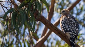 Preview wallpaper hawk, bird, branches, wildlife
