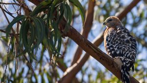 Preview wallpaper hawk, bird, branches, wildlife