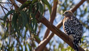 Preview wallpaper hawk, bird, branches, wildlife