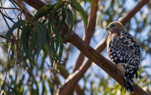 Preview wallpaper hawk, bird, branches, wildlife