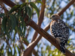 Preview wallpaper hawk, bird, branches, wildlife