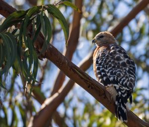 Preview wallpaper hawk, bird, branches, wildlife