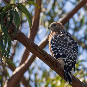 Preview wallpaper hawk, bird, branches, wildlife