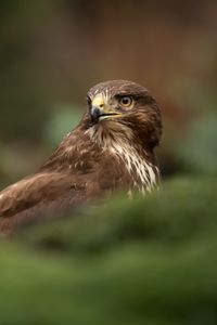 Preview wallpaper hawk, bird, brown, predator, wildlife