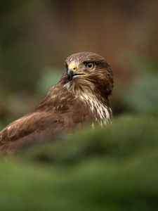 Preview wallpaper hawk, bird, brown, predator, wildlife