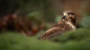 Preview wallpaper hawk, bird, brown, predator, wildlife