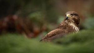 Preview wallpaper hawk, bird, brown, predator, wildlife