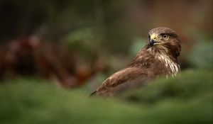 Preview wallpaper hawk, bird, brown, predator, wildlife