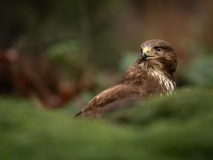 Preview wallpaper hawk, bird, brown, predator, wildlife